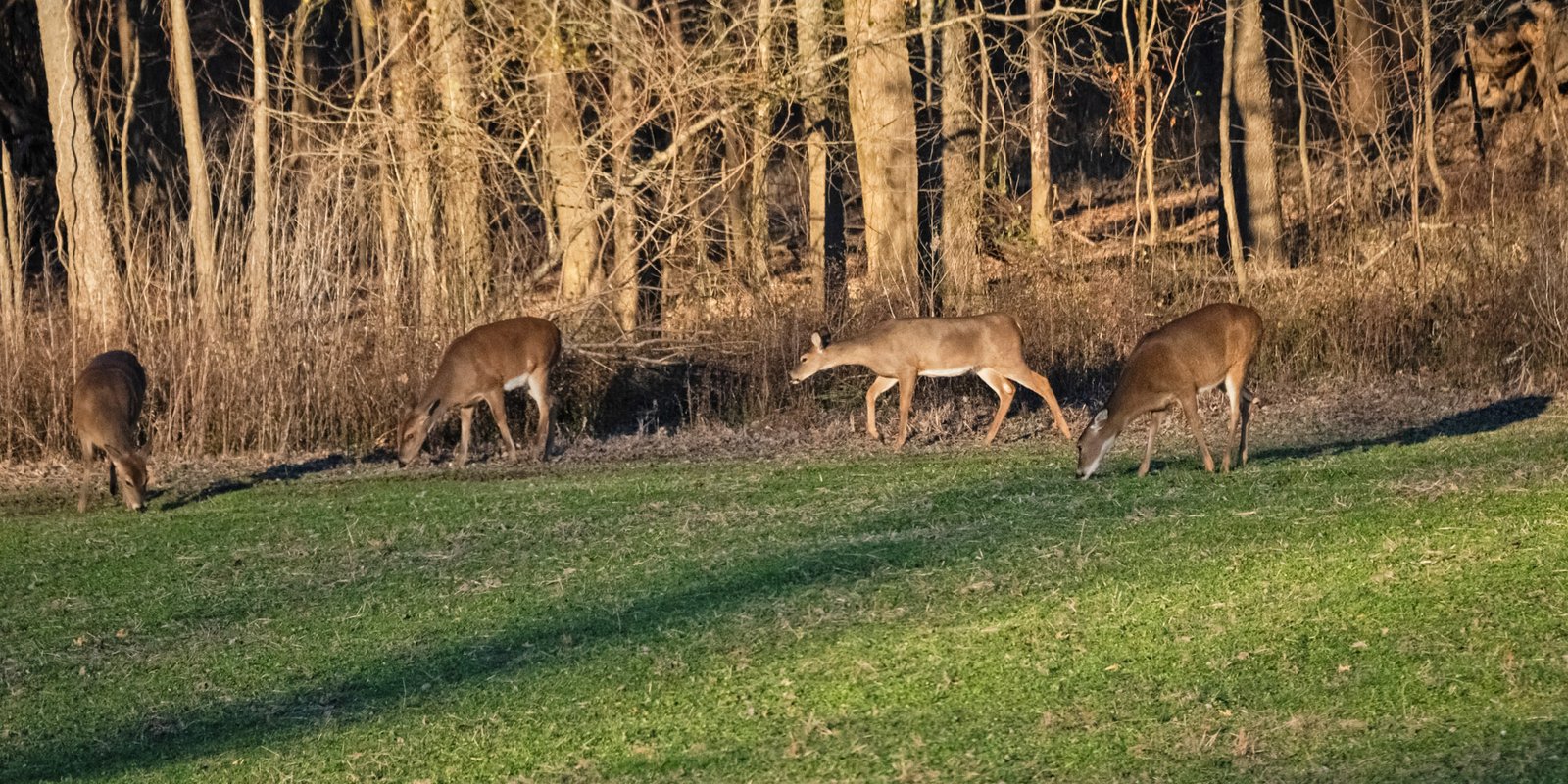 Swamp Donkey Properties - Guided Hunts