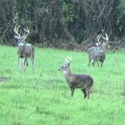 images/trail-camera-best/IMG_0216.jpg