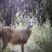 images/trail-camera-best/IMG_2784.jpg